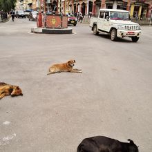 犬が寝ている道路