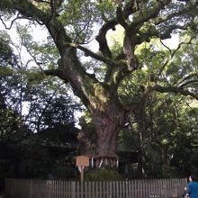 樹齢1000年以上の杉