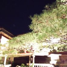 こちらの松も素晴らしいです