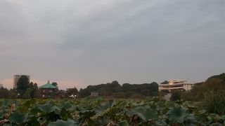 池？？？＾＾；