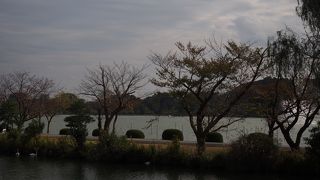 白鳥・黒鳥がたくさんいました