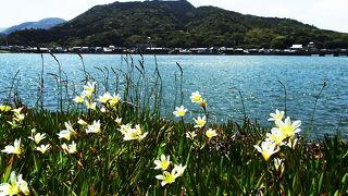 萩の町並みに溶け込んだ川