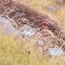 中央の白黒の縞の鳥が雷鳥