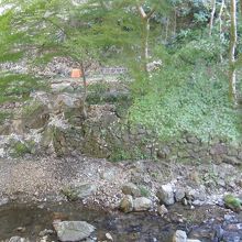 文字通り森です