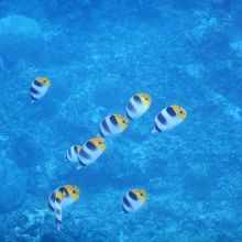 シュノーケリング♡