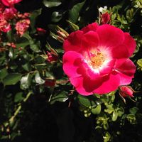 ホテルのバラ園