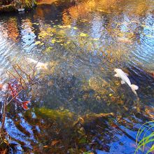 鯉がいる湖沼も