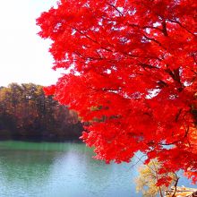 紅葉していて綺麗でした