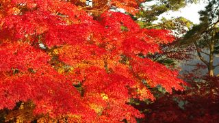 紅葉のオススメスポット！