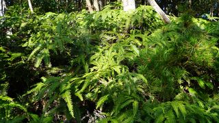 宮島の弥山は標高535m