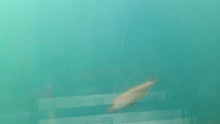 まさに食べる水族館