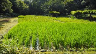 稲穂が綺麗でした