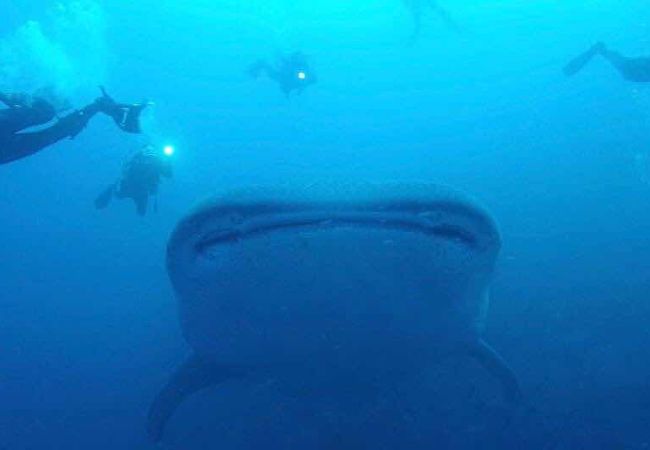 ダイビングするならwolf島、ダーウィン島！