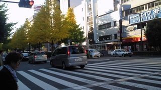 イチョウが黄色に色付くのは、１１月です。