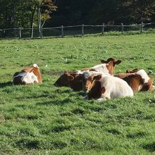 ガーンジー牛が放牧されています。