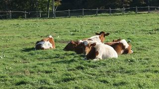 入場自体は無料なので気軽に
