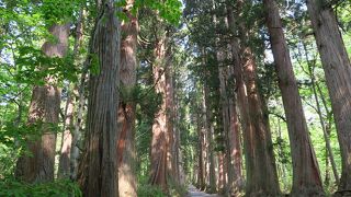 参道は、朝早くに行く事をおすすめします。朝早いと人が居ない中での杉並木を独り占めできます