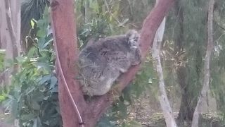 東山動物園のコアラの古里