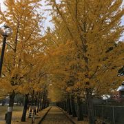 黄葉の乙戸沼公園