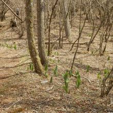 歩き易い登山道