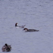 ミコアイサ♀２羽