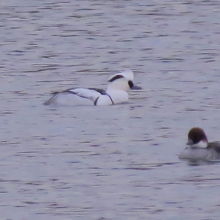 ミコアイサ♂１♀１