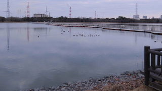 ミコアイサが見られます。