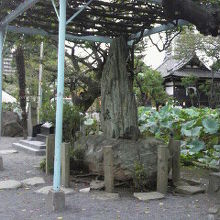 不忍池の由来碑の石碑は、不忍池の縁の傍に立てられています。