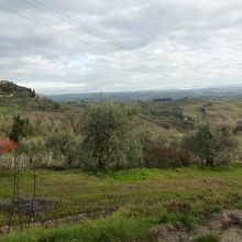 オリーブ畑に囲まれた丘の上の街です