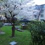 中庭に桜が咲いてました(ｏ'∀'ｏ)