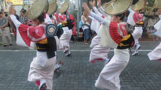 関東でも歴史のある阿波踊り