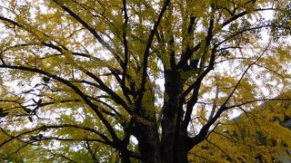 立派なイチョウの大木