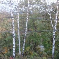 窓の外に白樺林