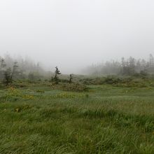 霧の中に浮かび来る、やさしい影。