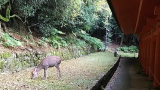 紅葉シーズン到来