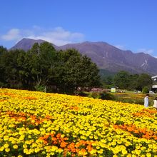 くじゅう花公園からも眺められます。