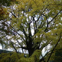 「松本楼」のそばに立っています