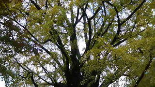 パワースポットとしても有名な紅葉名所です