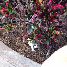 敷地内には"ハワイ在住"の猫がいた。警戒して近付いてこない。