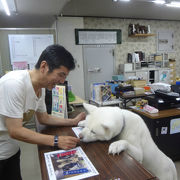 本物の秋田犬がお出迎え