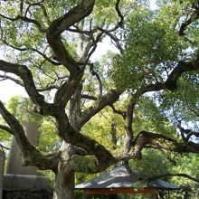 すぐ近くの松は見ごたえあり！