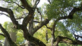 根が残っているだけですが・・