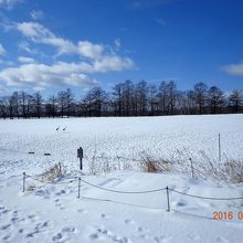 タンチョウも見られます