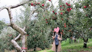 リンゴ狩りが楽しめます