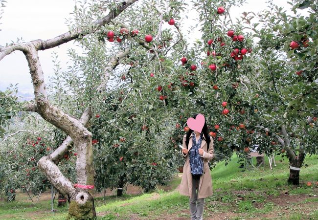 リンゴ狩りが楽しめます