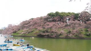 桜の名所です