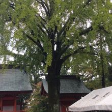 まだ黄葉していません