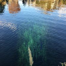 豊かな湧き水でした