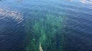 湧き水がきれいで感動