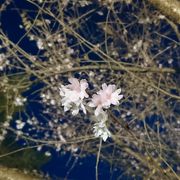 冬桜のシーズンには夜間ライトアップされています。